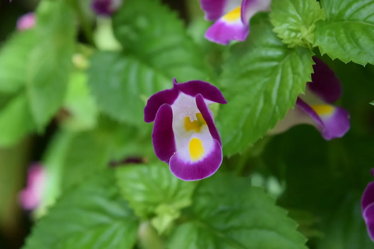 Wishbone Flower (Torenia fournieri) photographed in a real growing setting