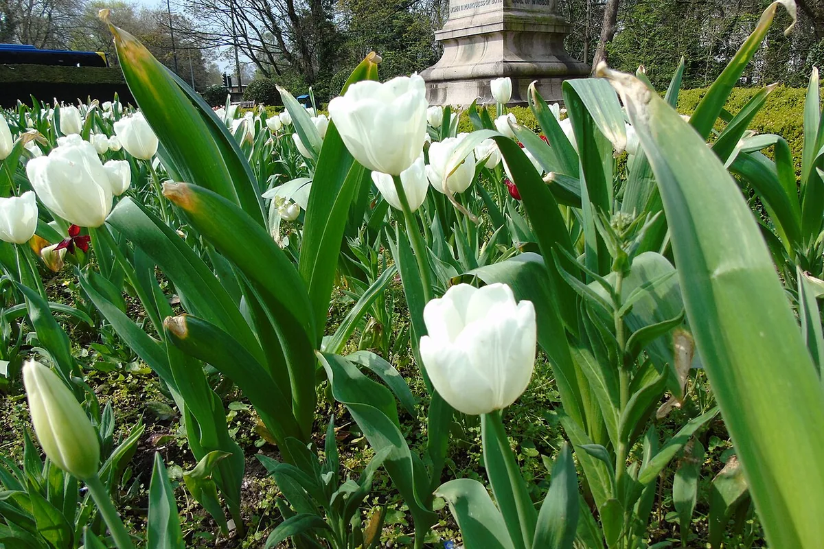 Garden Tulip (Tulipa gesneriana) photographed in a real growing setting
