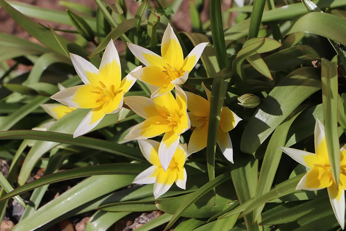 Turkestan Tulip (Tulipa turkestanica) photographed in a real growing setting