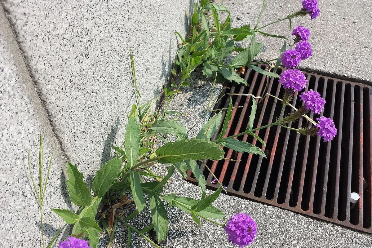 Slender Vervain (Verbena rigida) photographed in a real growing setting