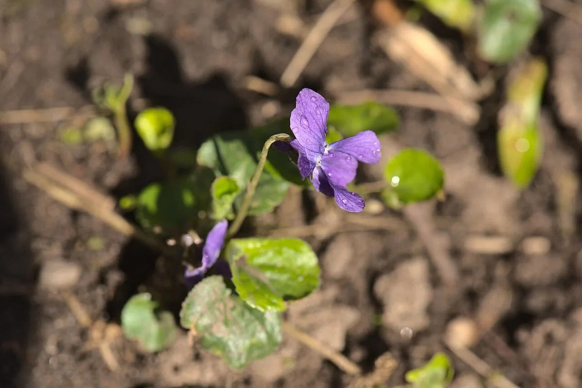Sweet Violet (Viola odorata) photographed in a real growing setting