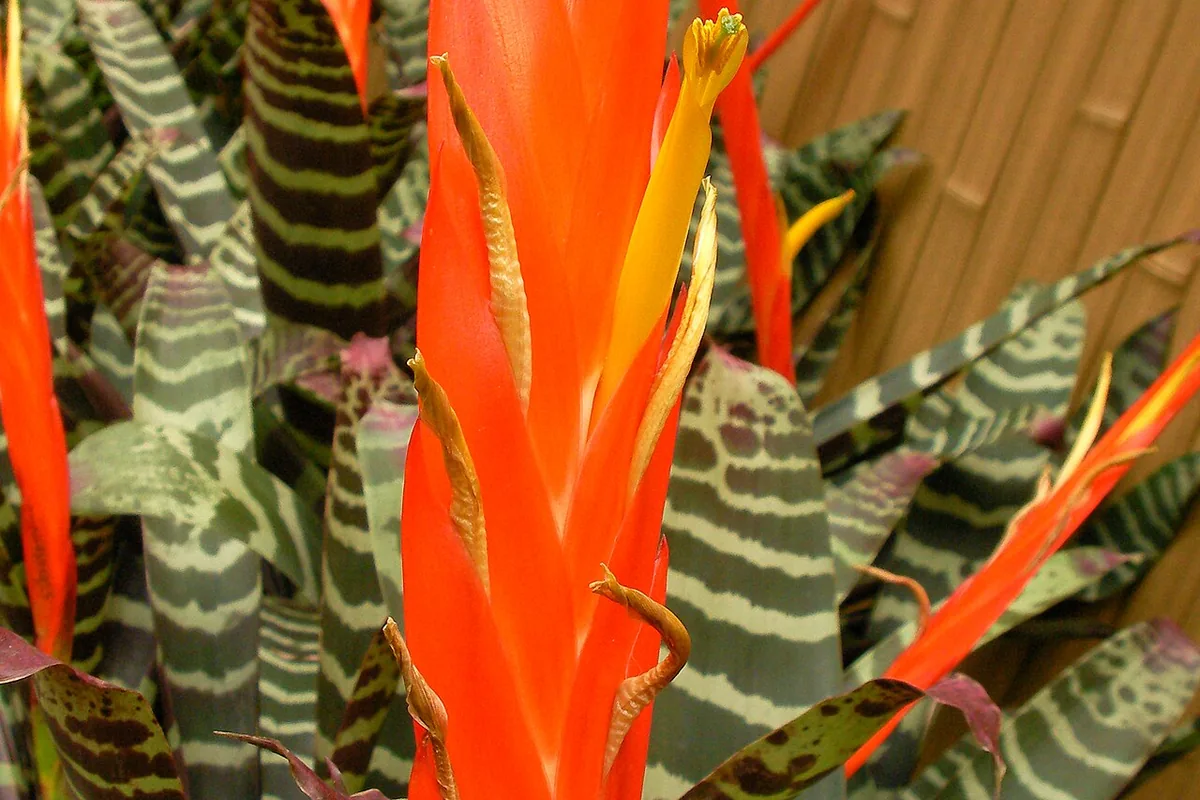 Flaming Sword Bromeliad (Vriesea splendens) photographed in a real growing setting