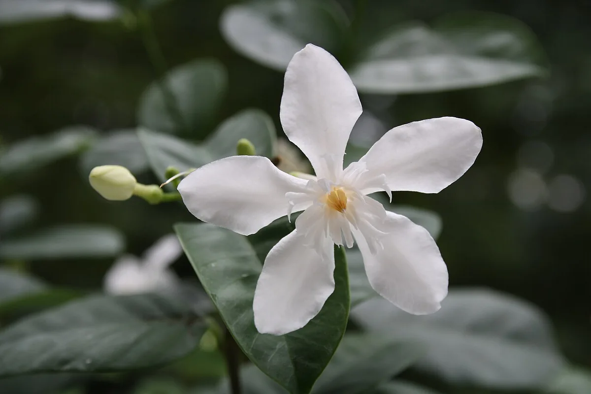 Snowflake Bush (Wrightia antidysenterica) photographed in a real growing setting