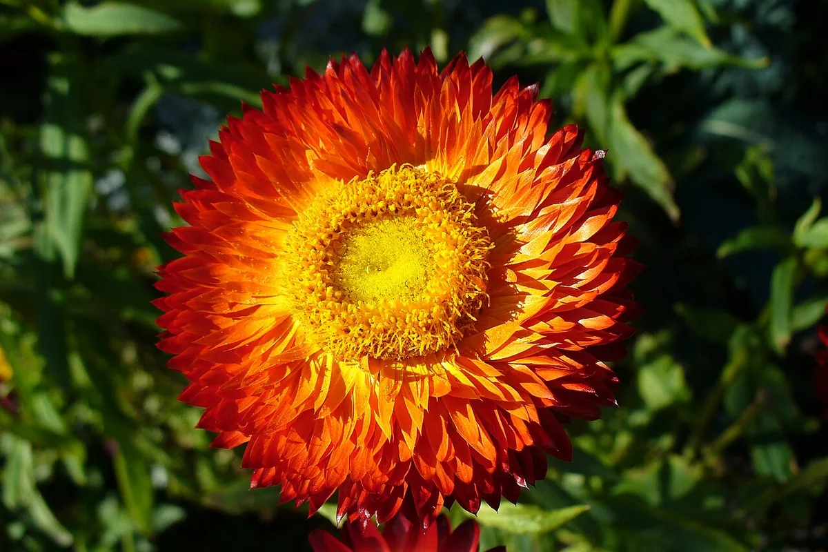 Strawflower (Xerochrysum bracteatum) photographed in a real growing setting