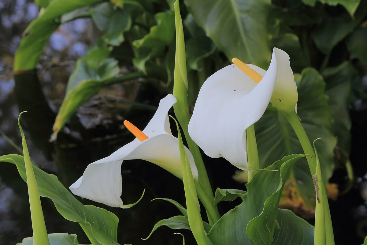 White Calla Lily (Zantedeschia aethiopica) photographed in a real growing setting