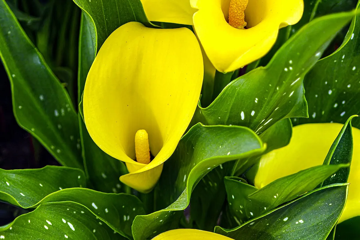 Golden Calla Lily (Zantedeschia elliottiana) photographed in a real growing setting