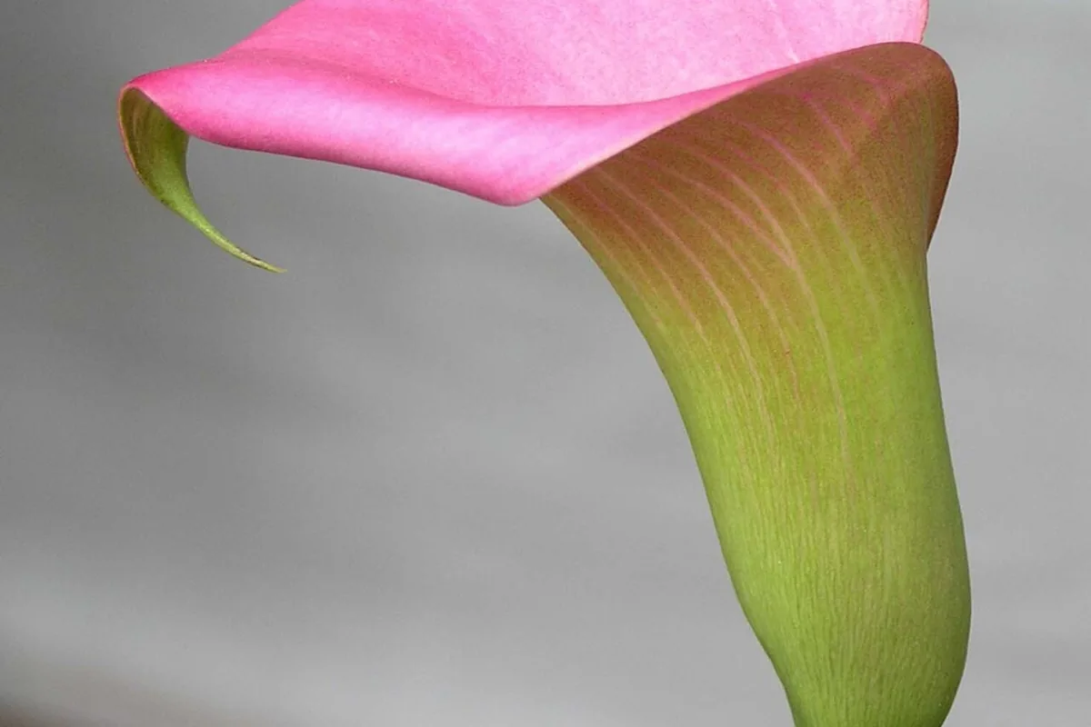 Pink Calla Lily (Zantedeschia rehmannii) photographed in a real growing setting