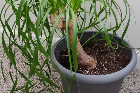 Ponytail Palm (Beaucarnea recurvata) in a real growing environment