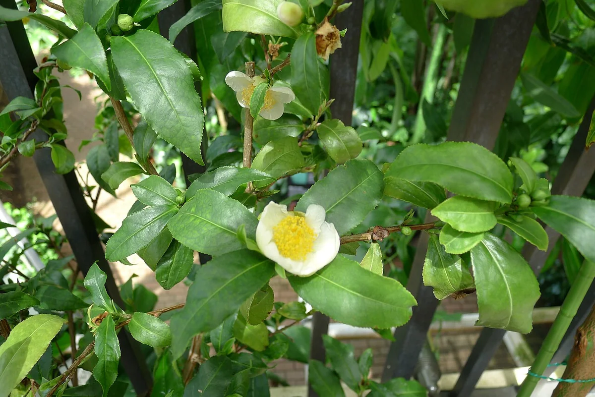 Tea Tree (Camellia sinensis) in a real growing environment