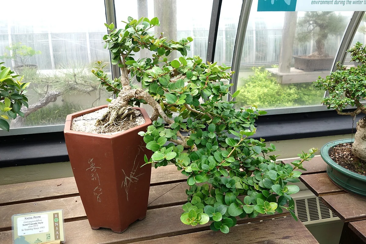 Natal Plum Tree (Carissa macrocarpa) in a real growing environment