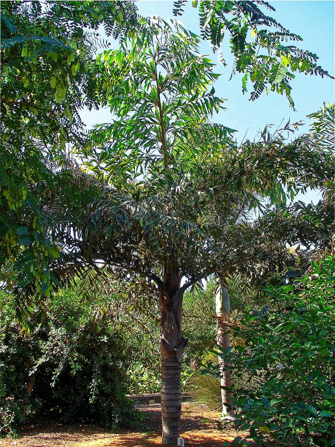 Clustering Fishtail Palm (Caryota mitis) in a real growing environment