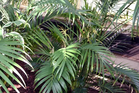 Cat Palm (Chamaedorea cataractarum) in a real growing environment