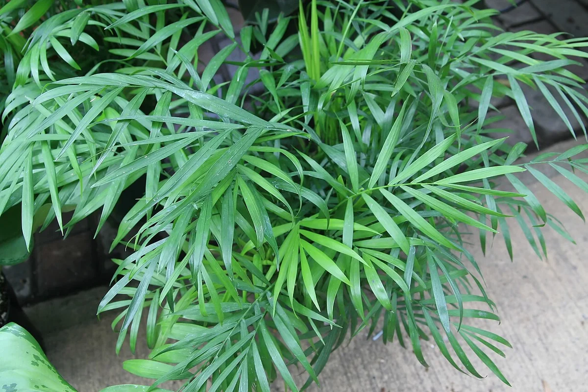 Parlor Palm (Chamaedorea elegans) in a real growing environment