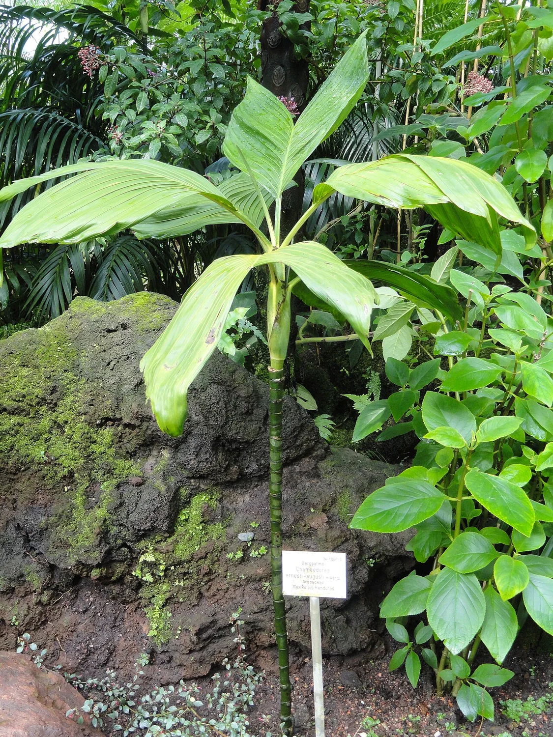 Ernest August Palm (Chamaedorea ernesti-augusti) in a real growing environment