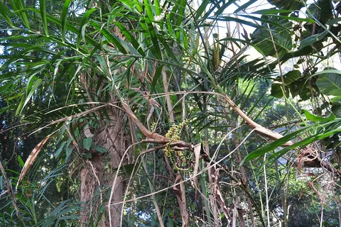 Bamboo Palm (Chamaedorea seifrizii) in a real growing environment