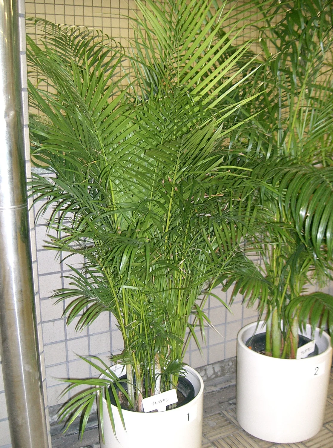 Golden Cane Palm (Chrysalidocarpus lutescens) in a real growing environment