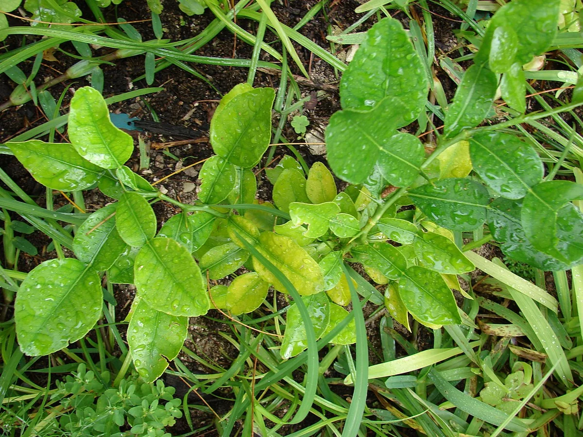 Makrut Lime Tree (Citrus hystrix) in a real growing environment