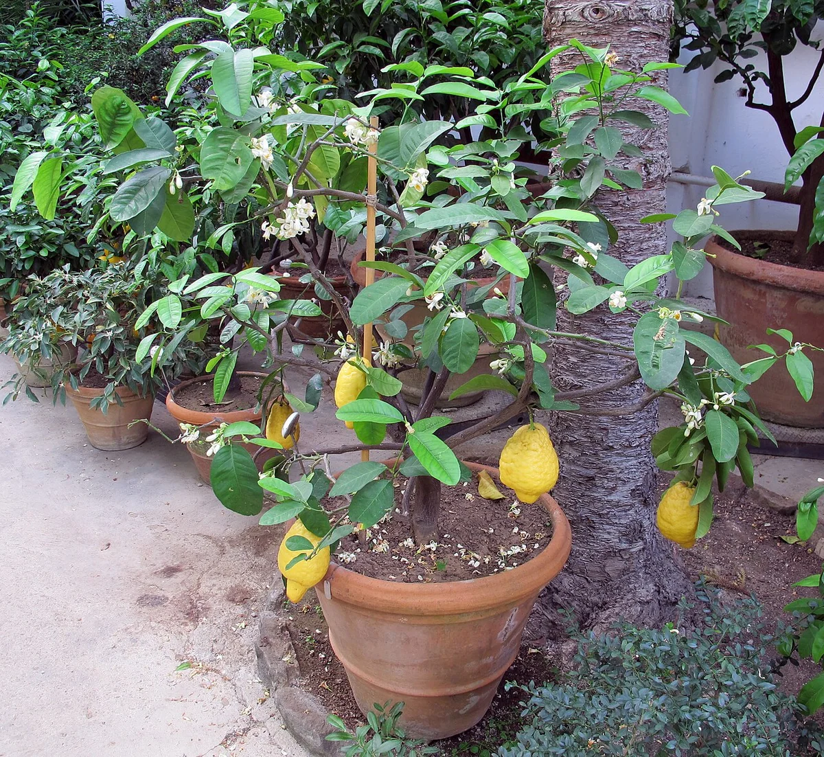 Citron Tree (Citrus medica) in a real growing environment