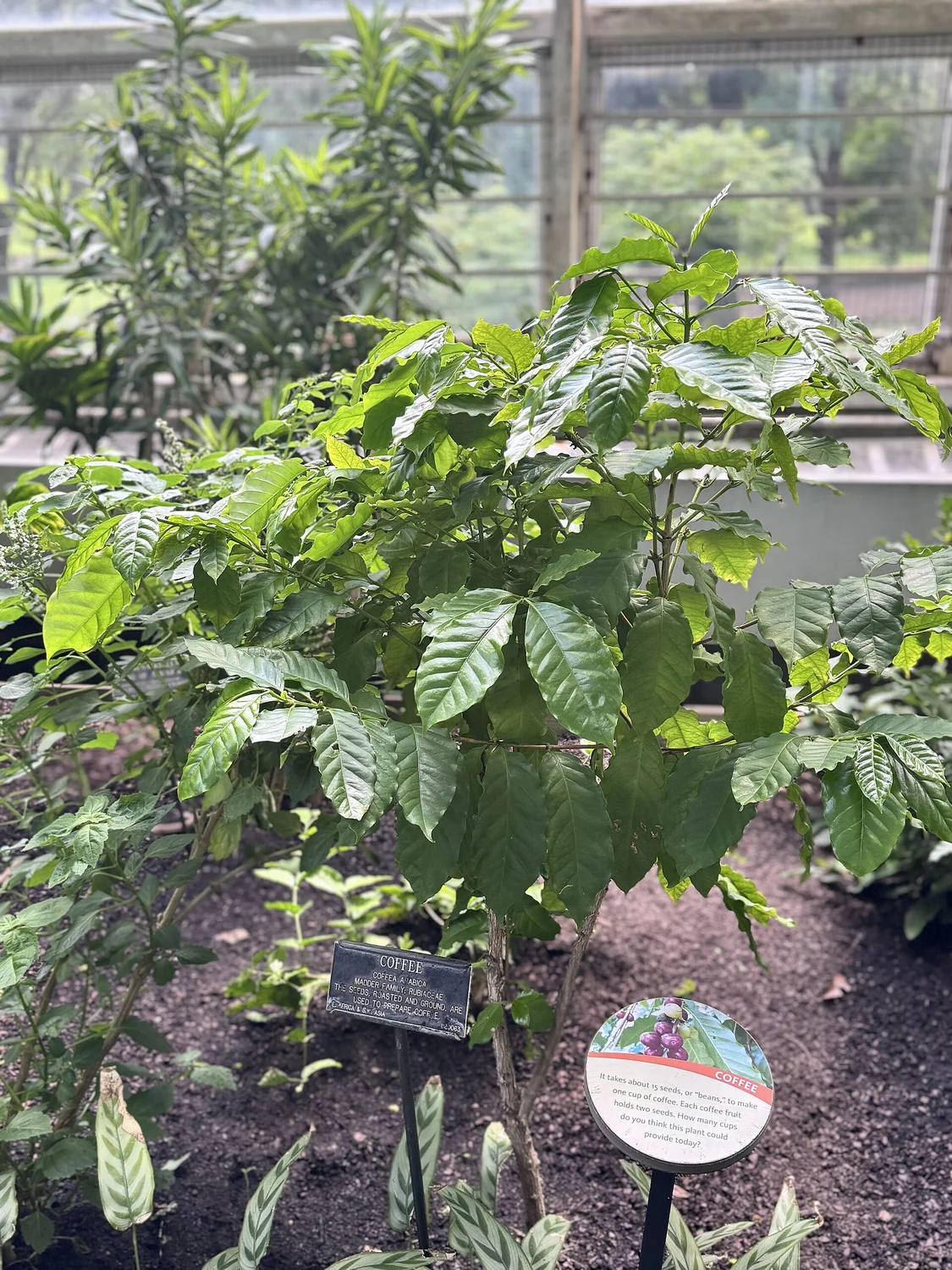 Arabian Coffee Tree (Coffea arabica) in a real growing environment