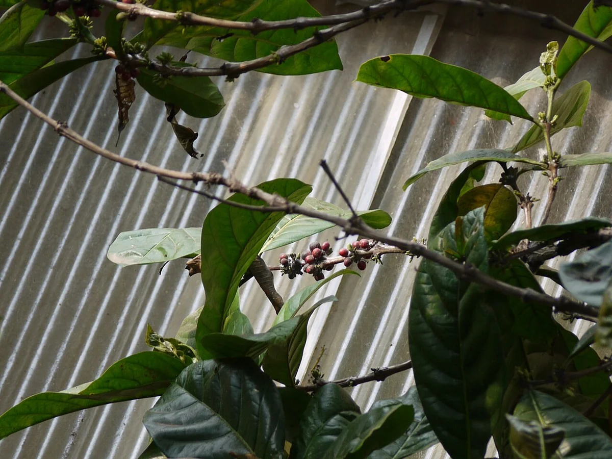 Liberian Coffee Tree (Coffea liberica) in a real growing environment