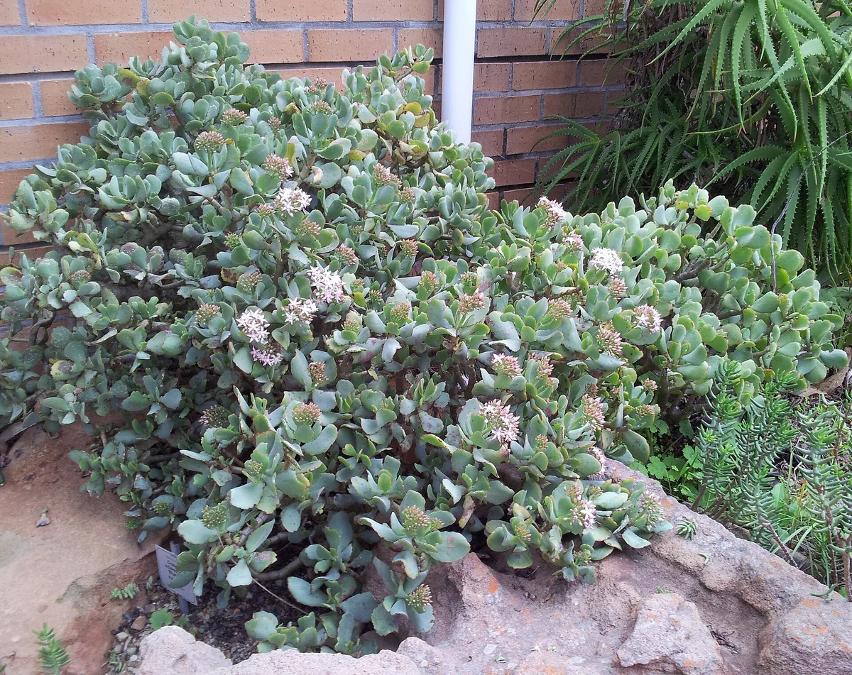 Silver Jade Tree (Crassula arborescens) in a real growing environment
