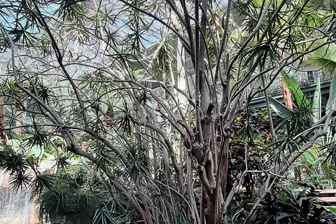 Madagascar Dragon Tree (Dracaena reflexa var. angustifolia) in a real growing environment