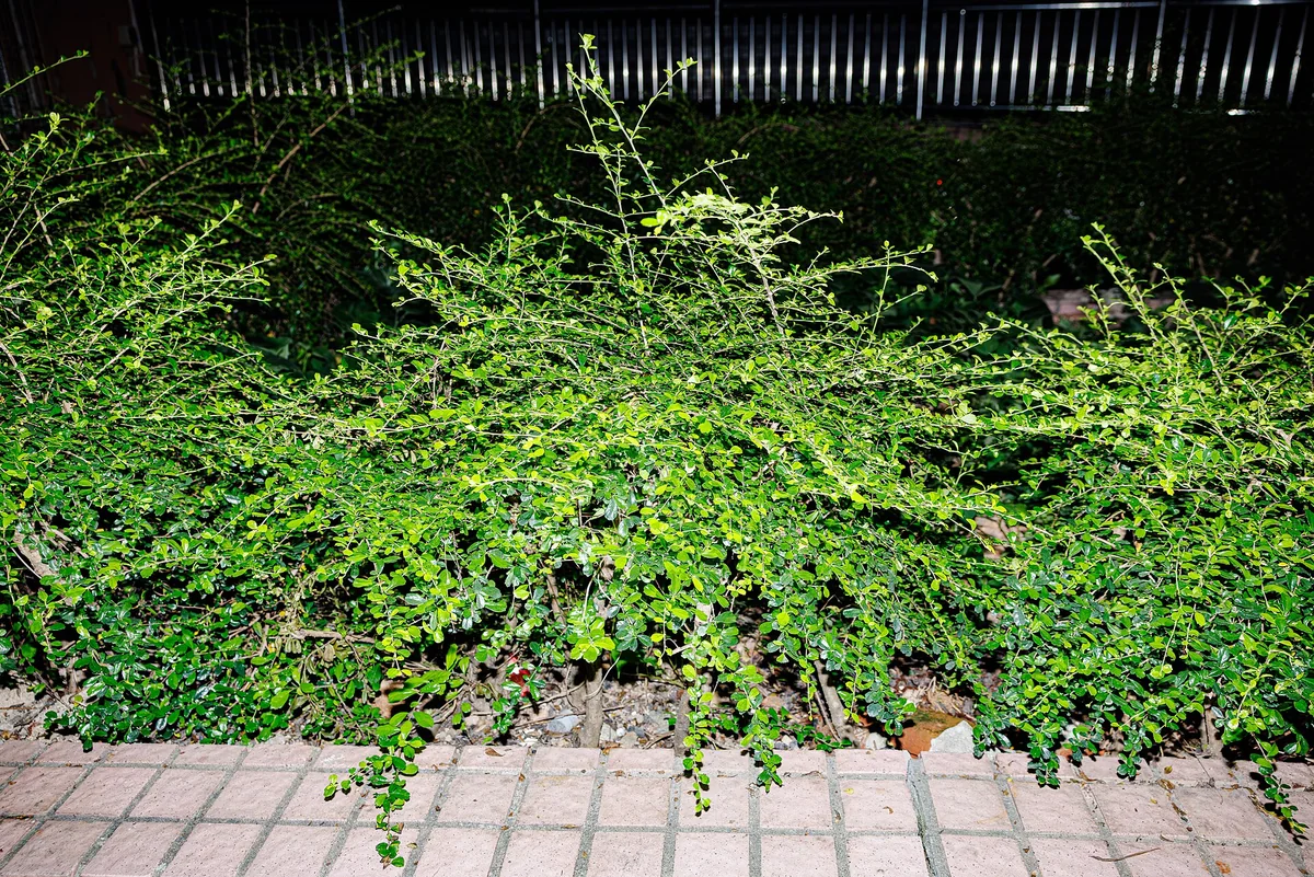 Fukien Tea Bonsai (Ehretia microphylla) in a real growing environment