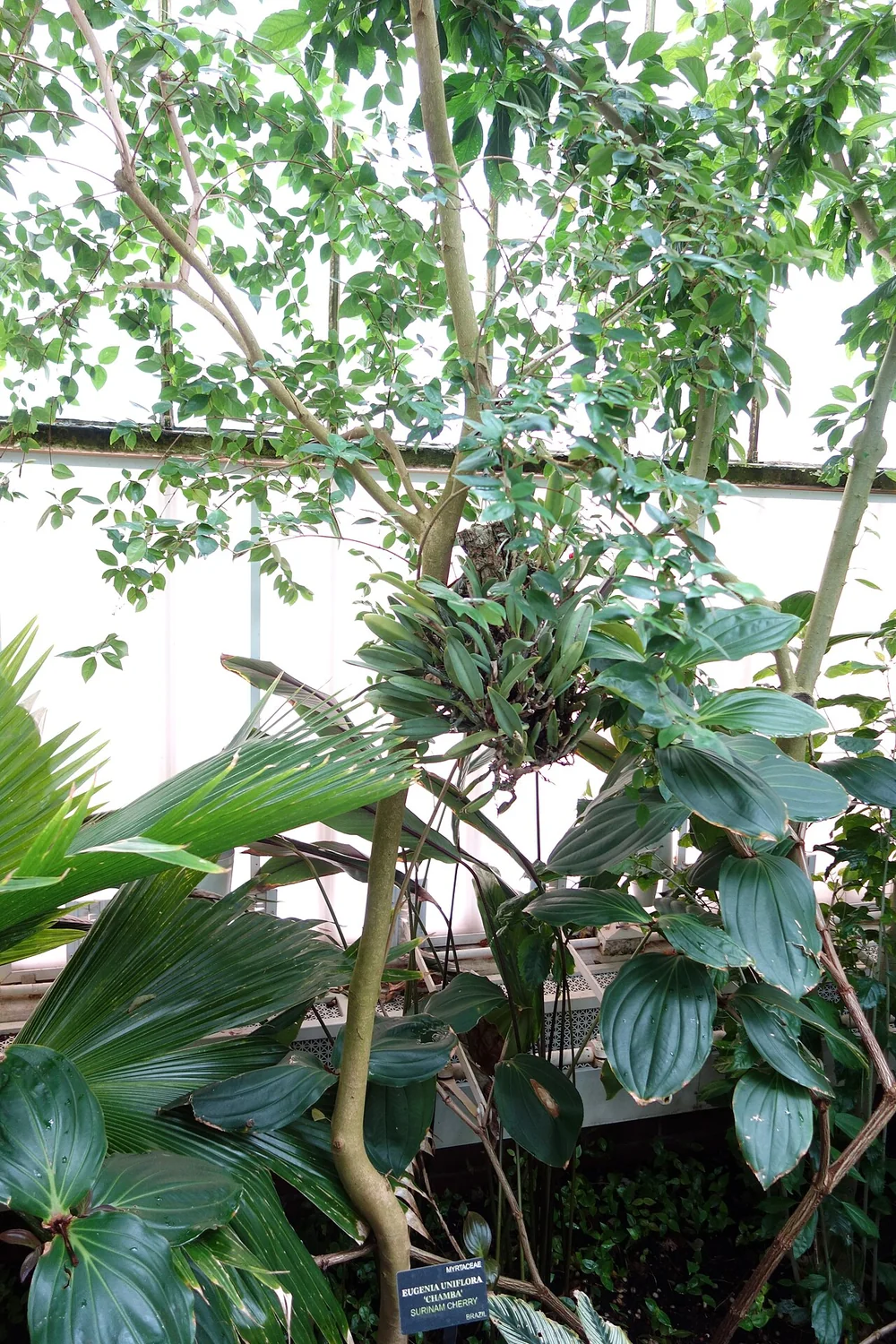 Surinam Cherry Tree (Eugenia uniflora) in a real growing environment
