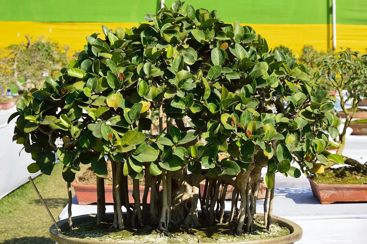 Banyan Fig (Ficus benghalensis) in a real growing environment