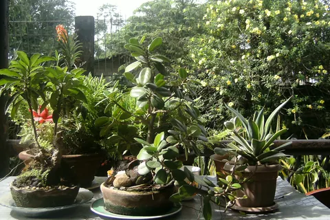 Rubber Tree (Ficus elastica) in a real growing environment