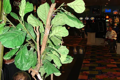 Fiddle Leaf Fig (Ficus lyrata) in a real growing environment