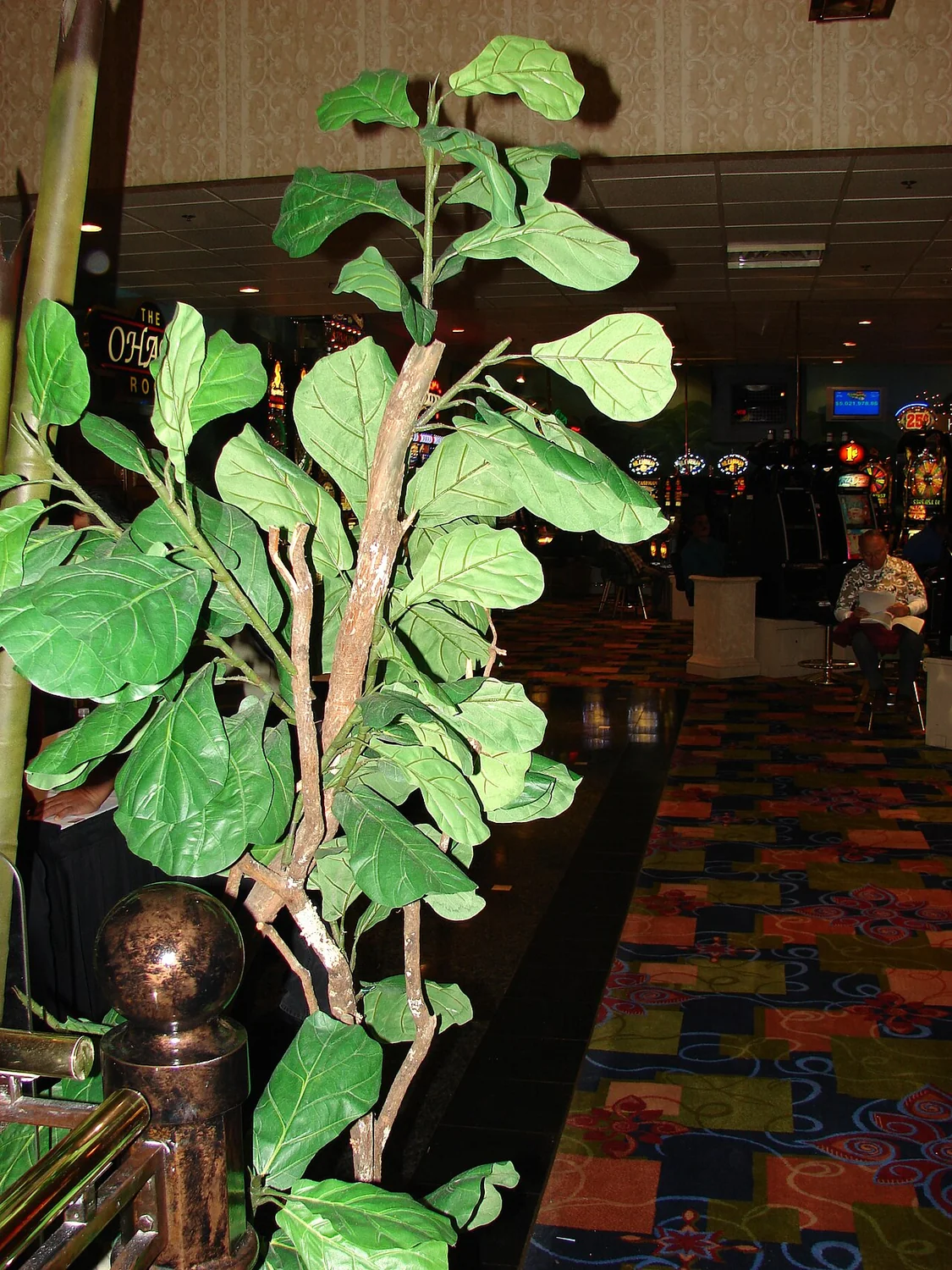 Fiddle Leaf Fig (Ficus lyrata) in a real growing environment
