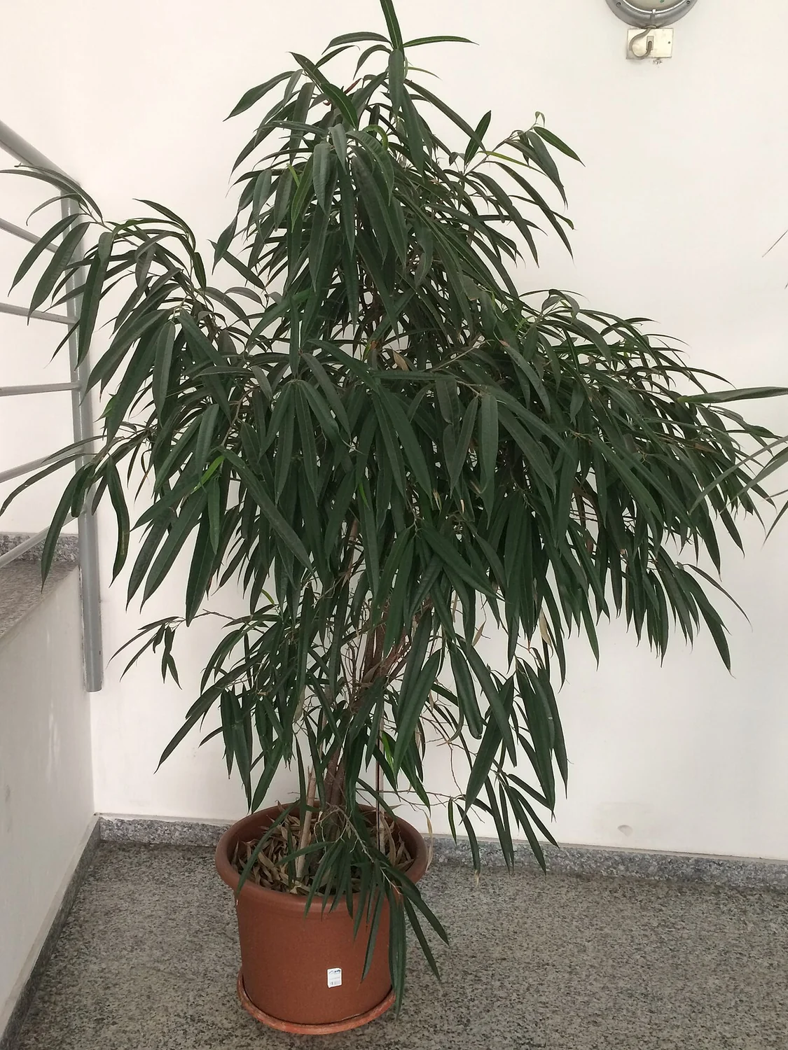 Banana Leaf Fig (Ficus maclellandii) in a real growing environment