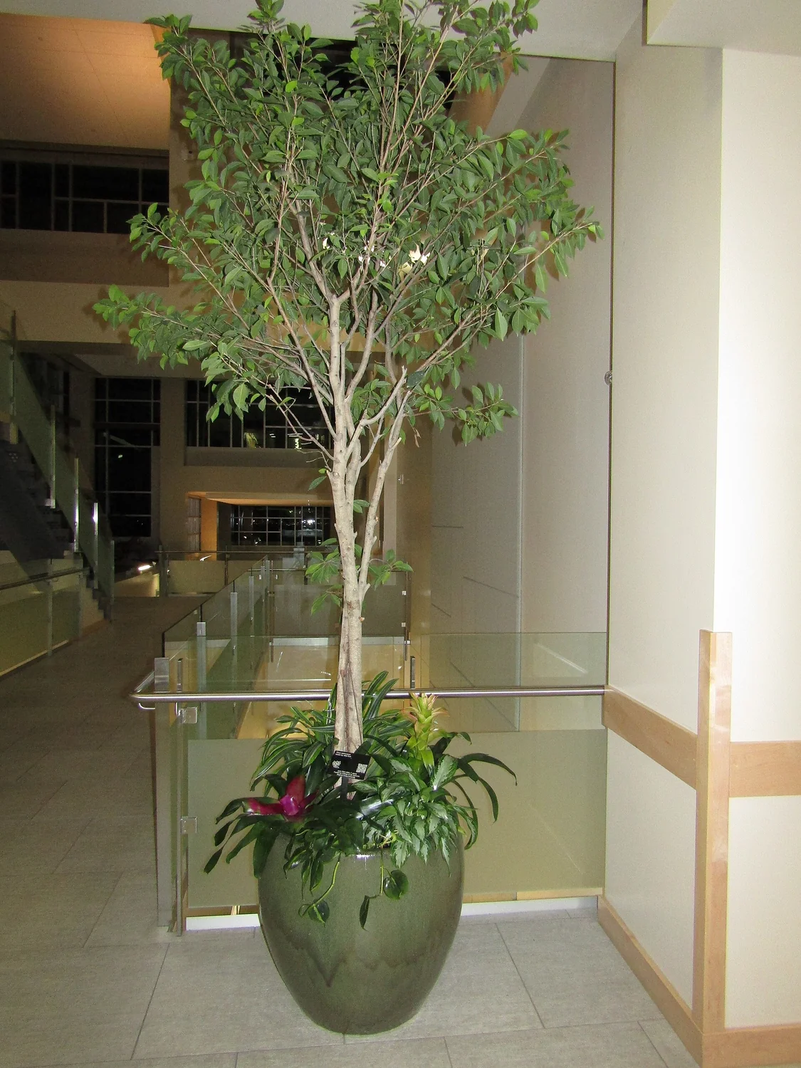 Indian Laurel Fig (Ficus microcarpa) in a real growing environment