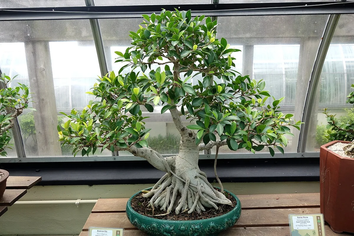 Rusty Leaf Fig (Ficus rubiginosa) in a real growing environment