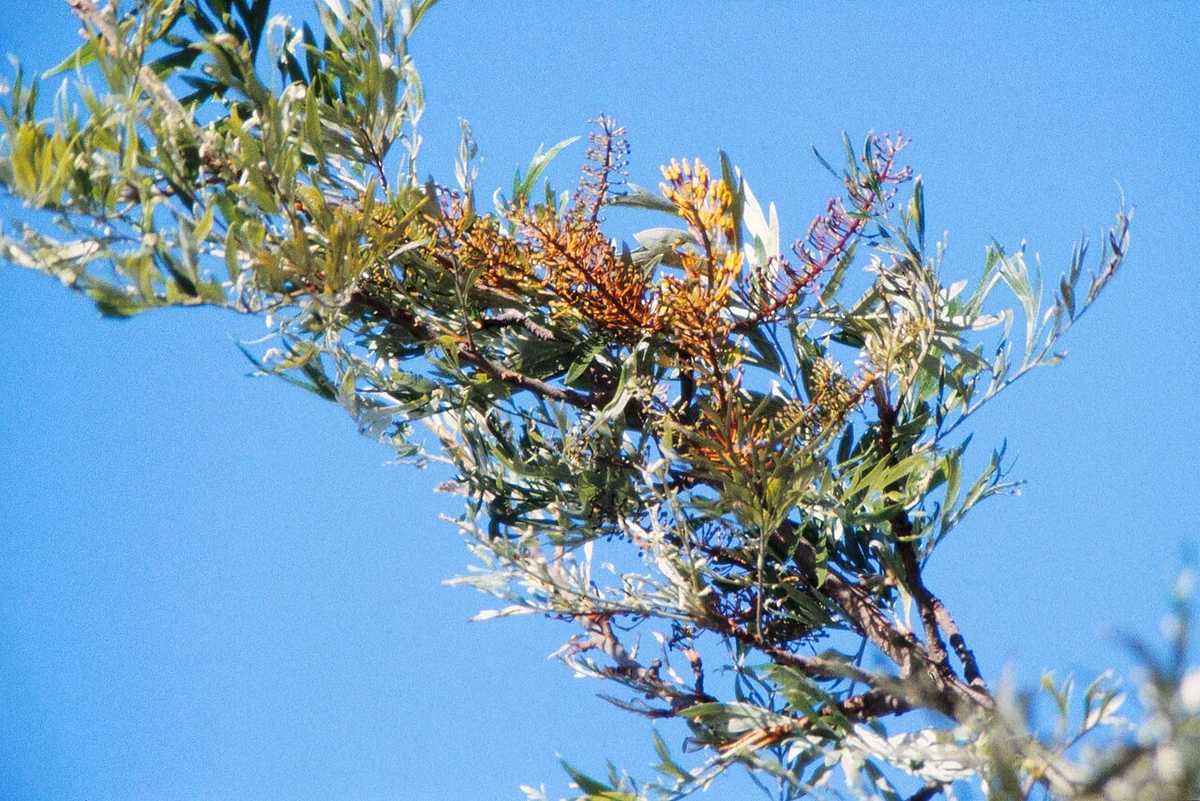 Silky Oak (Grevillea robusta) in a real growing environment