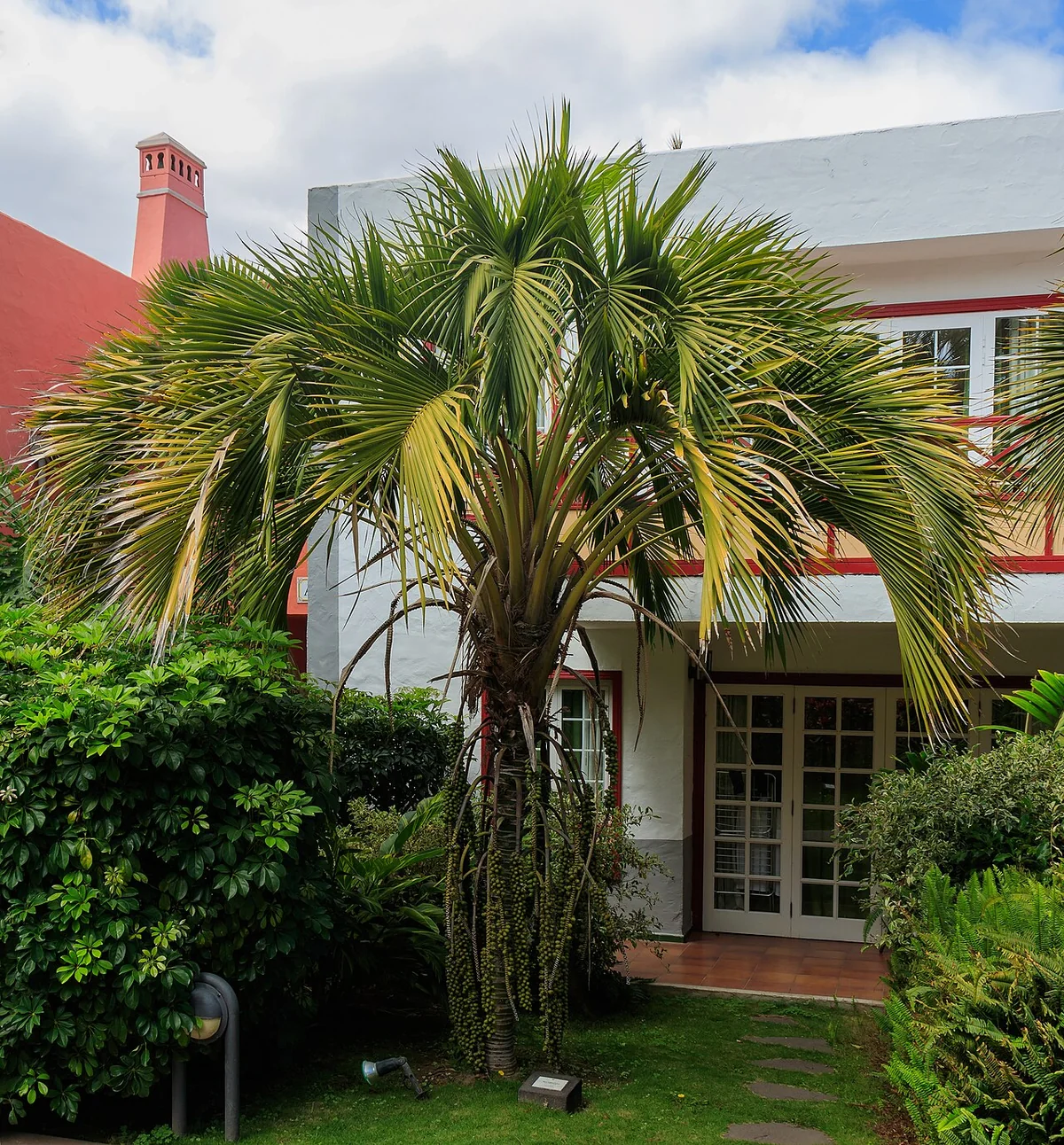 Sentry Palm (Howea belmoreana) in a real growing environment