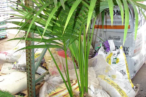 Kentia Palm (Howea forsteriana) in a real growing environment