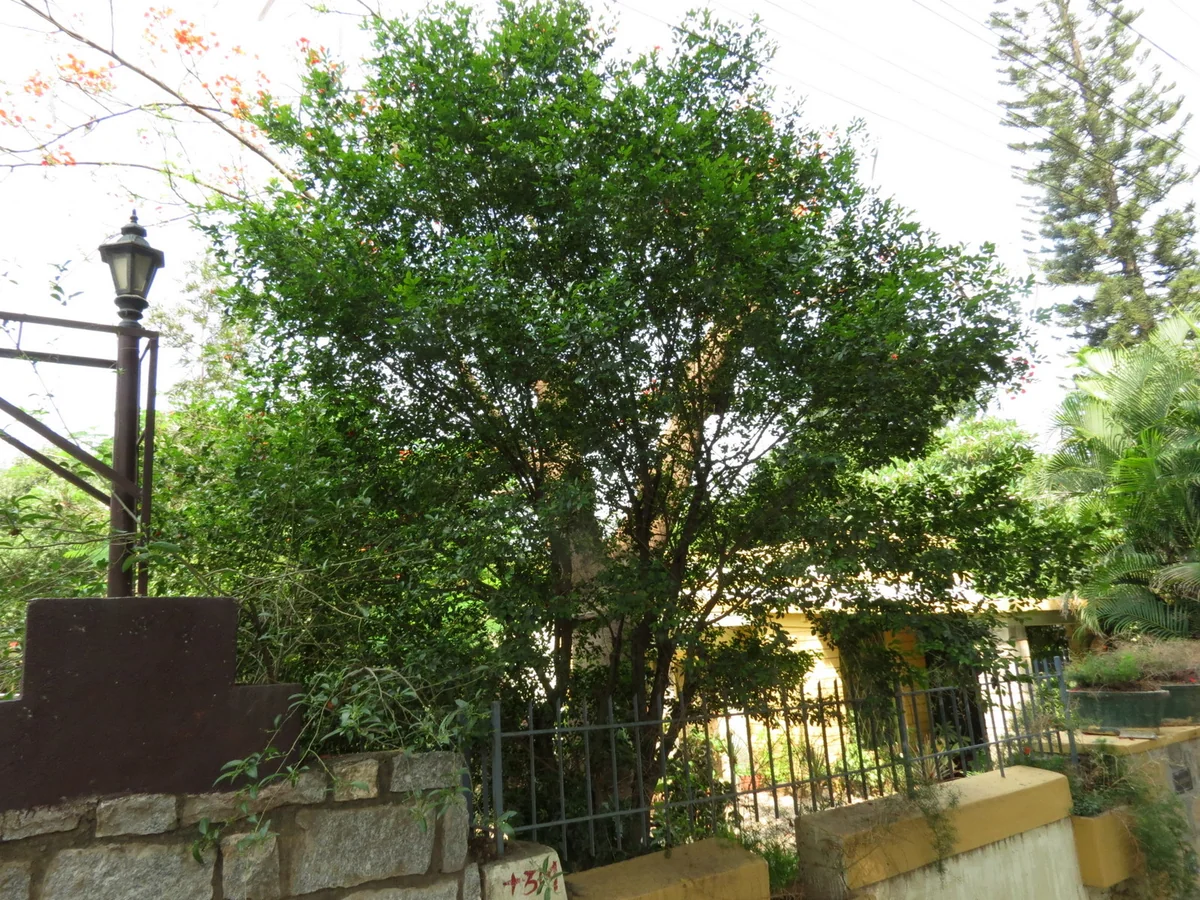 Orange Jessamine Tree (Murraya paniculata) in a real growing environment