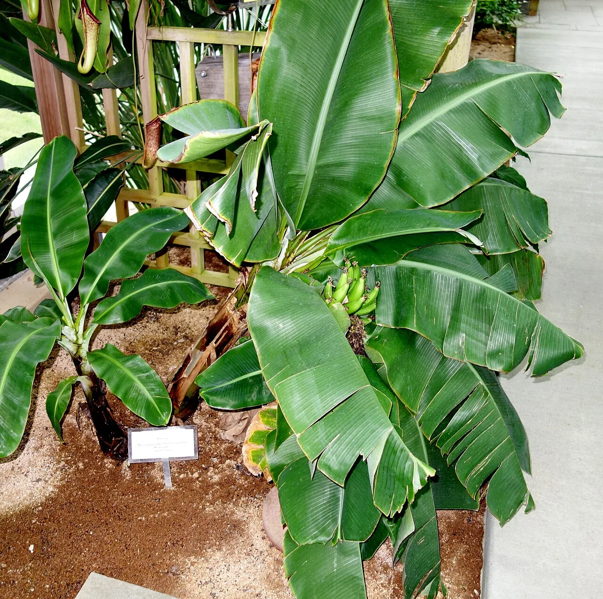 Dwarf Banana (Musa acuminata) in a real growing environment