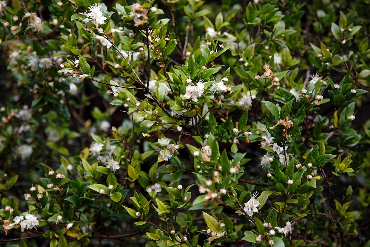 Common Myrtle Tree (Myrtus communis) in a real growing environment