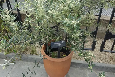 Olive Tree (Olea europaea) in a real growing environment