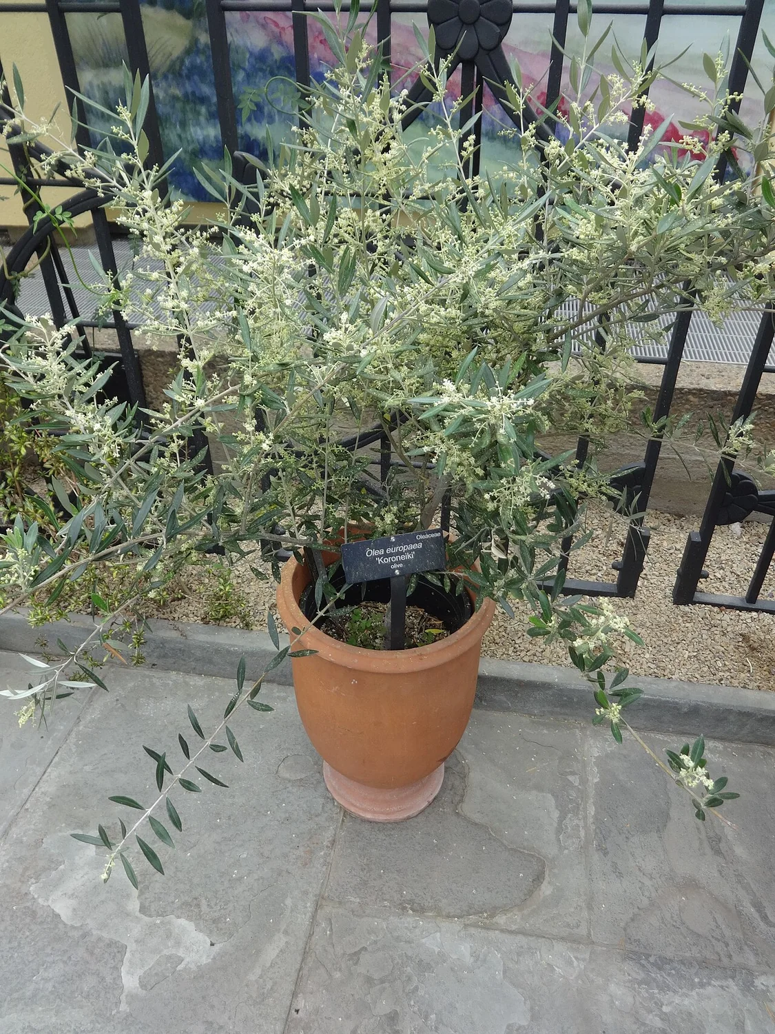 Olive Tree (Olea europaea) in a real growing environment