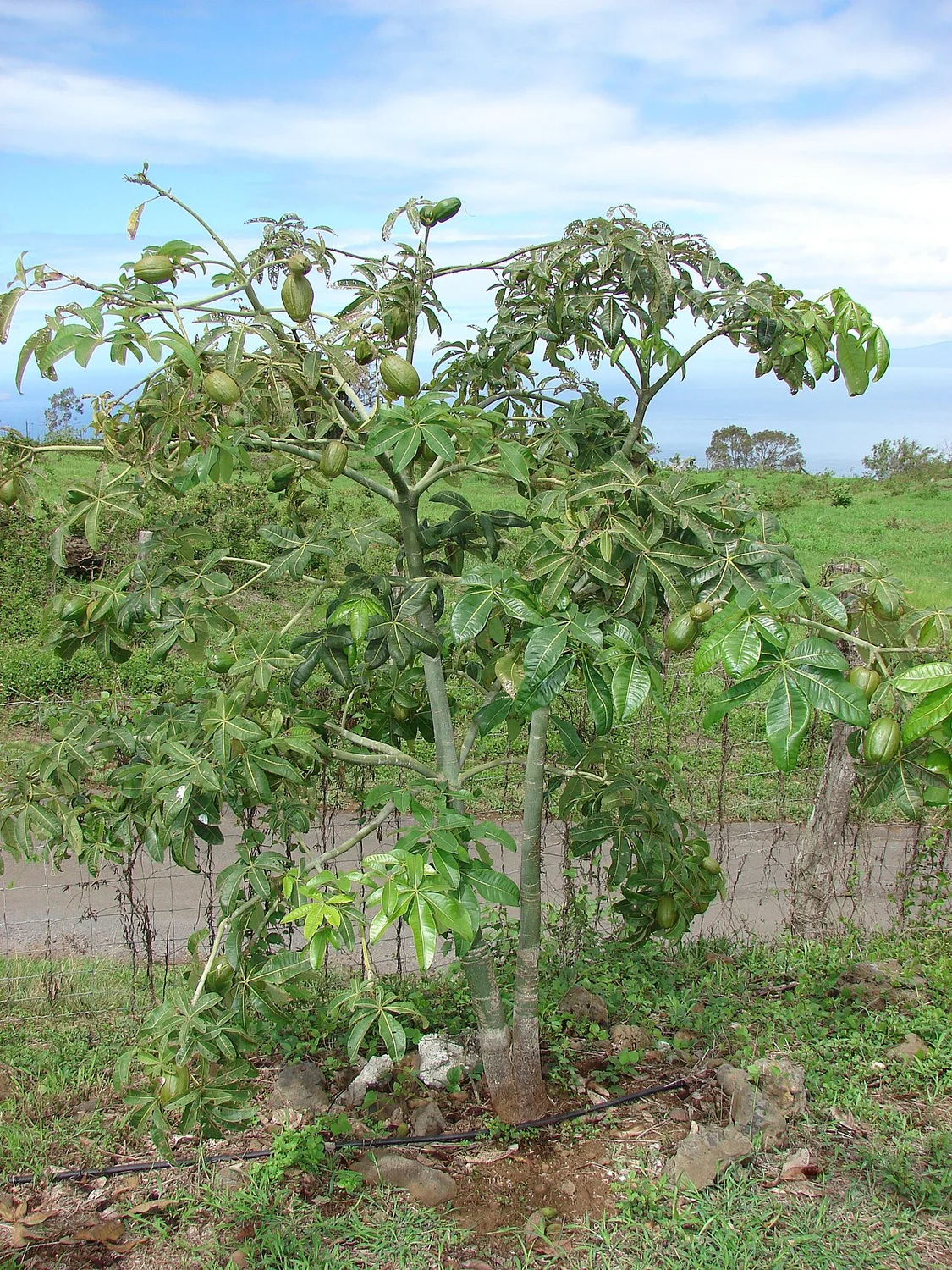 Smooth Pachira (Pachira glabra) in a real growing environment