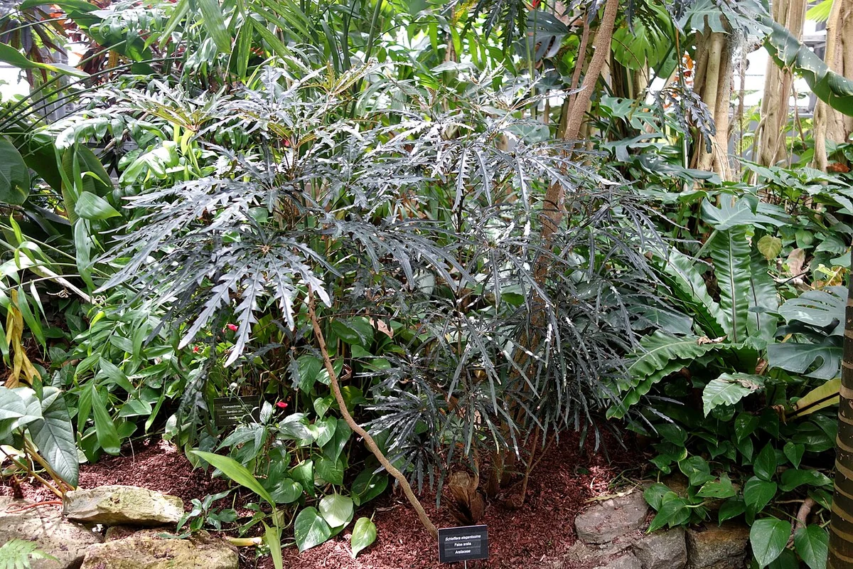 False Aralia (Plerandra elegantissima) in a real growing environment