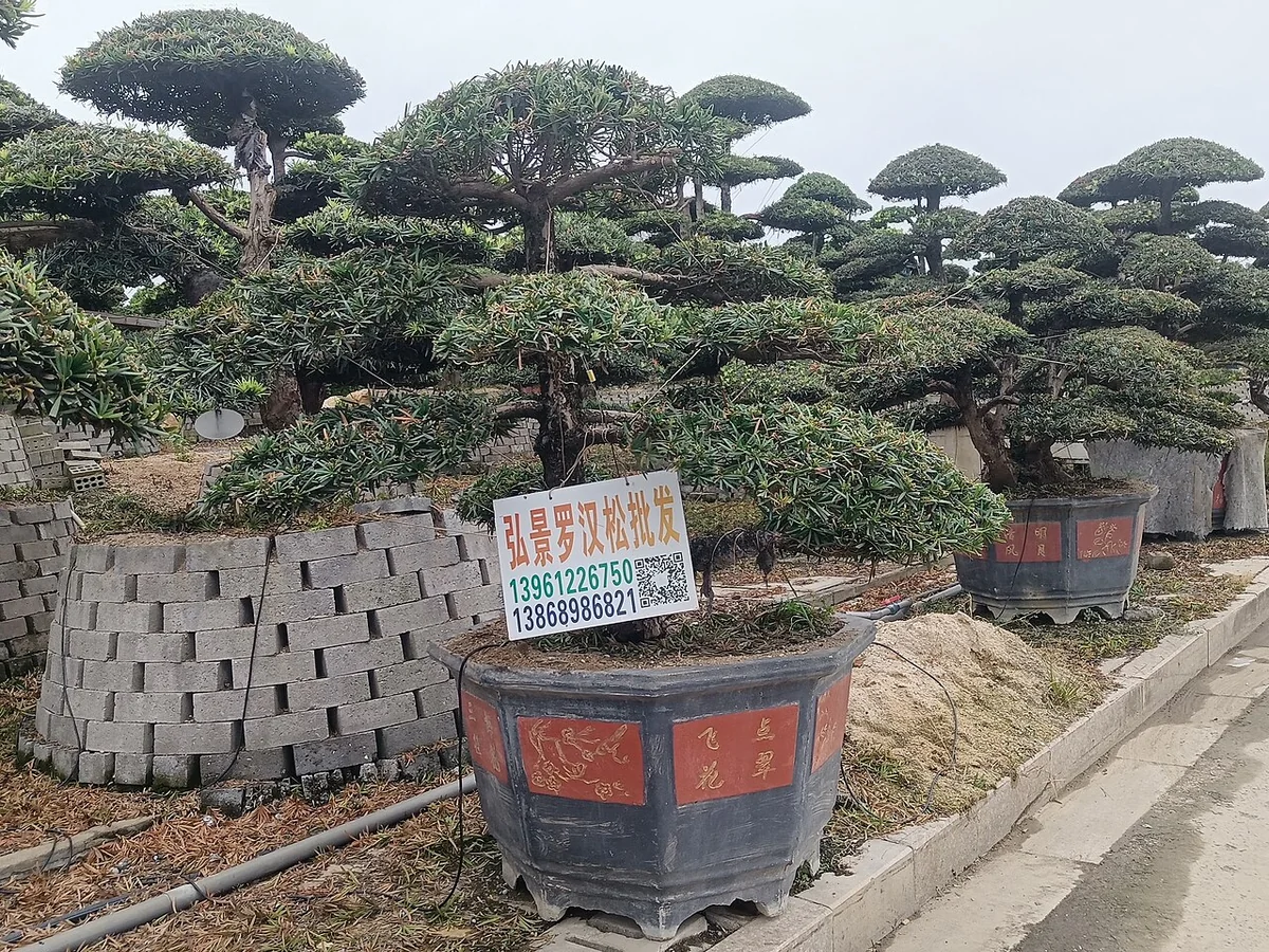 Buddhist Pine (Podocarpus macrophyllus) in a real growing environment