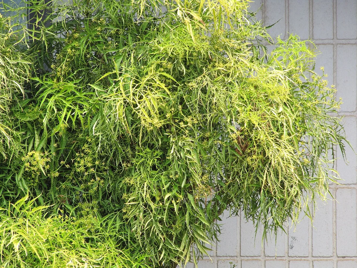 Fern Leaf Aralia (Polyscias filicifolia) in a real growing environment