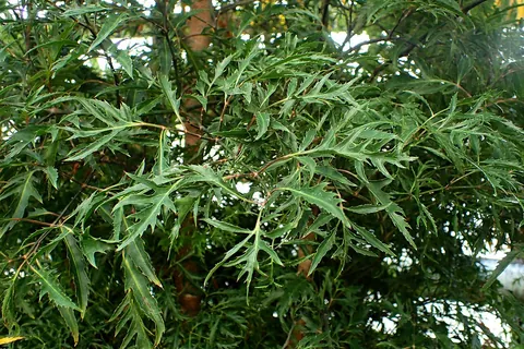 Ming Aralia (Polyscias fruticosa) in a real growing environment
