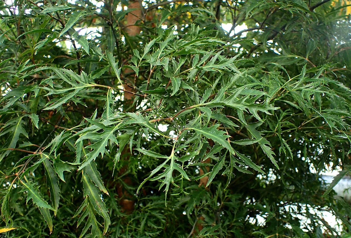 Ming Aralia (Polyscias fruticosa) in a real growing environment