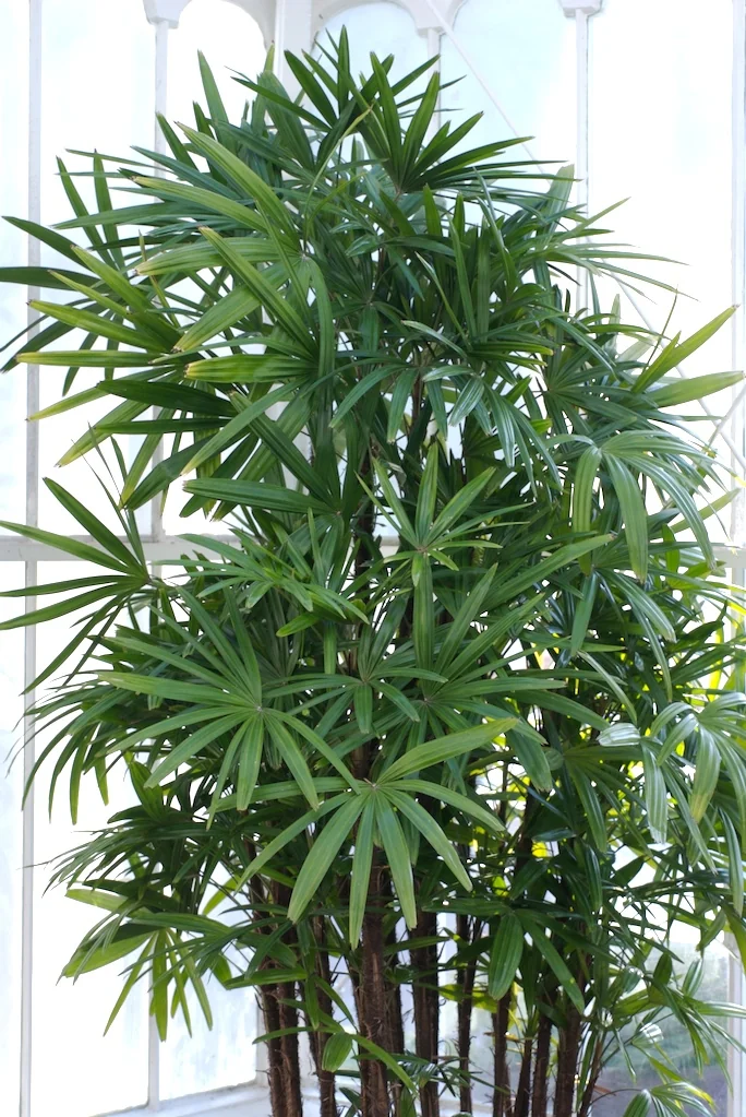 Broadleaf Lady Palm (Rhapis excelsa) in a real growing environment